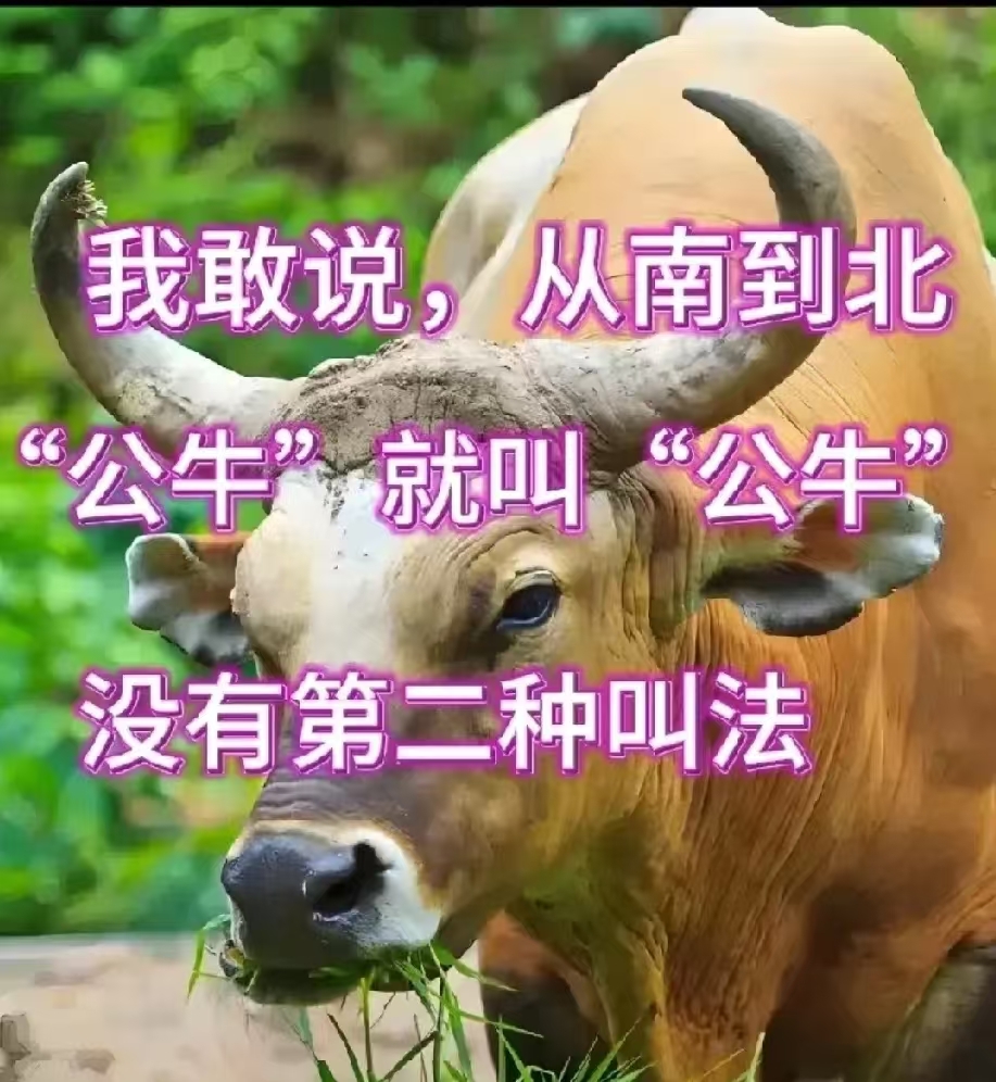 关于公牛遭遇连败,仍苦于东部垫底的信息 关于公牛遭遇连败,仍苦于东部垫底的信息